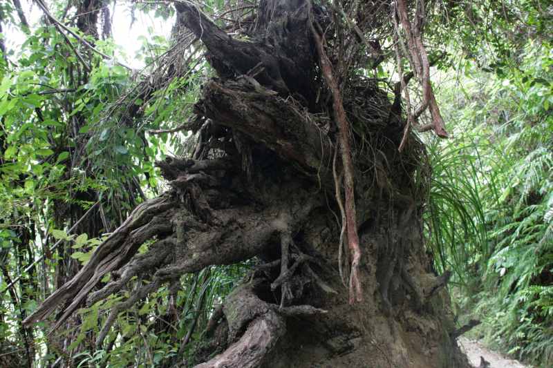 Nieuw-Zeeland 2011 - 1015
